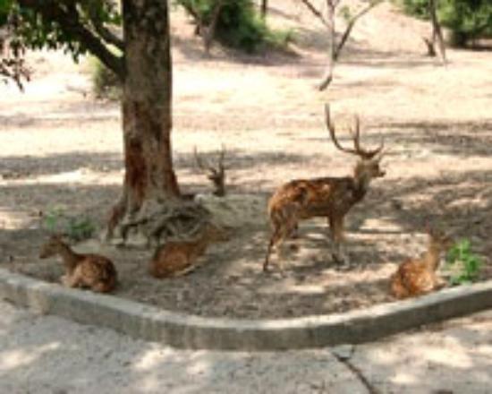 Deer Park